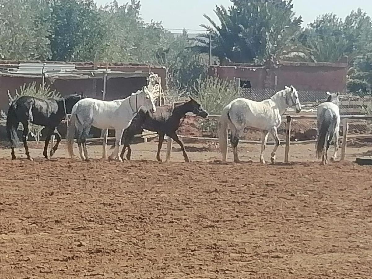 Dar Alfourssane Ferme D'Hote ワルザザート エクステリア 写真
