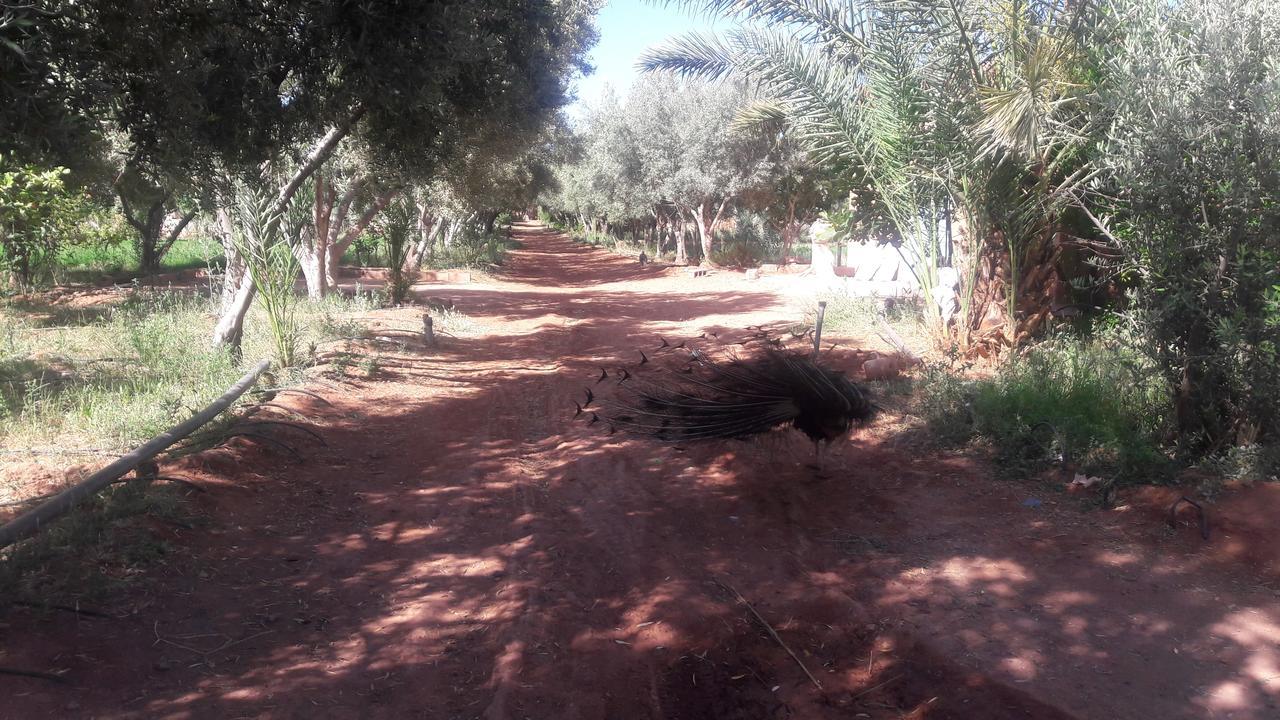 Dar Alfourssane Ferme D'Hote ワルザザート エクステリア 写真