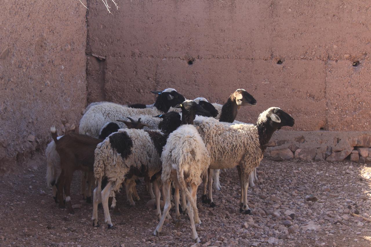 Dar Alfourssane Ferme D'Hote ワルザザート エクステリア 写真